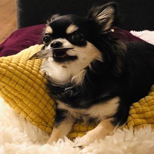 Please buy my items so I can go shopping 🛍 🐒🐶